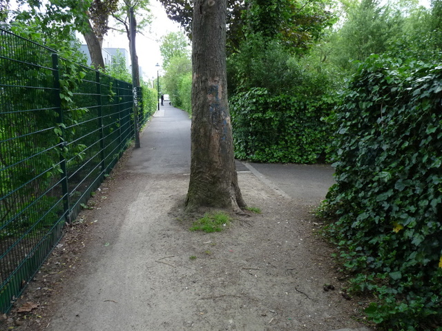 Baum-auf-Radweg