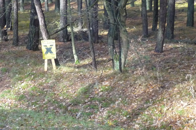 Das X im Wald